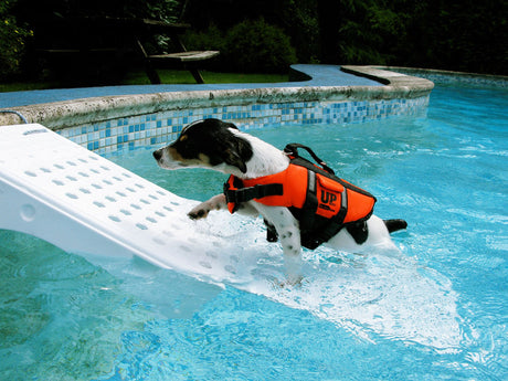 Zwembadtrap voor Honden